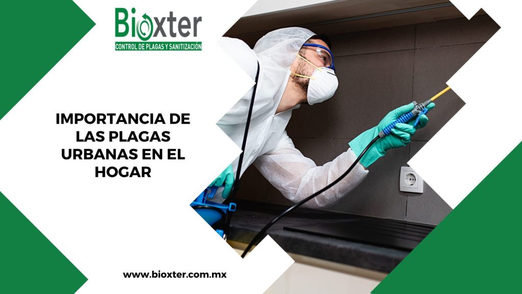 Importancia de las plagas urbanas en el hogar